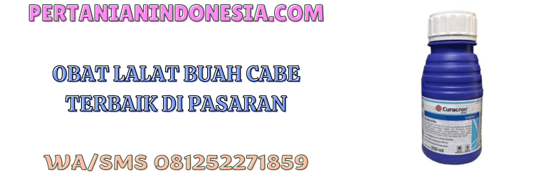 obat,pestisida,insektisida,cabai,lalat,pertanian indonesia